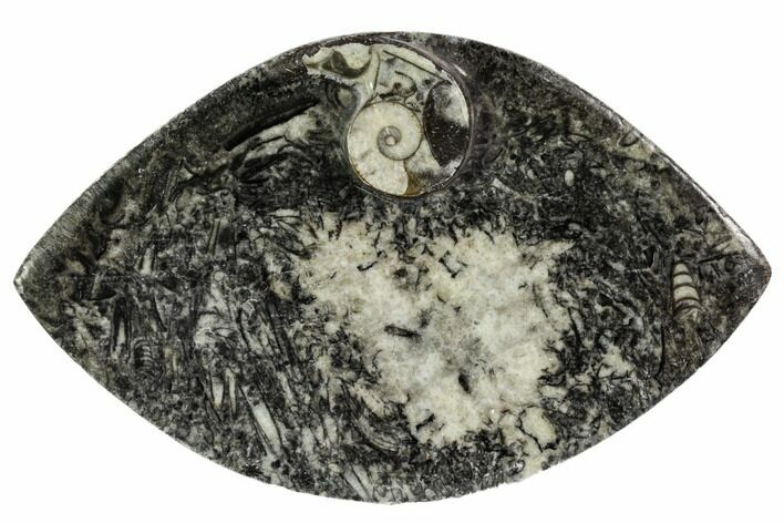 Wide, Fossil Goniatite Dish - Morocco #106706